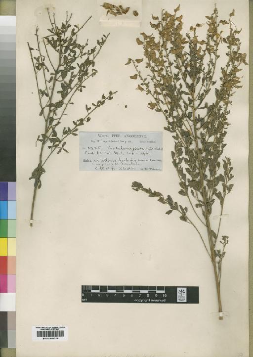 Crotalaria florida Welw. ex Baker - BM000843318