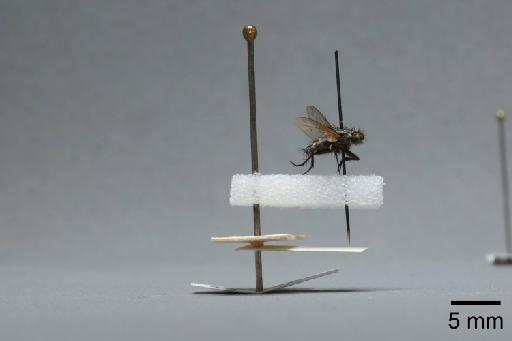 Sarcophaga (Myorhina) nigriventris Meigen, 1826 - 015091642_lateral