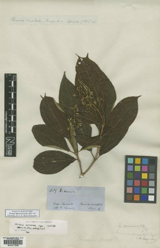 Miconia aureoides Cogn. - BM000778076