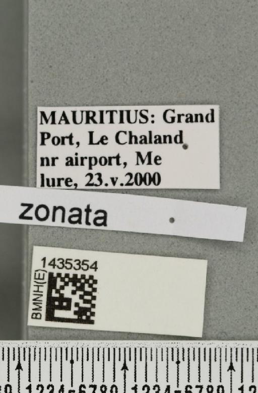 Bactrocera (Bactrocera) zonata (Saunders, 1842) - BMNHE_1435354_label_30395