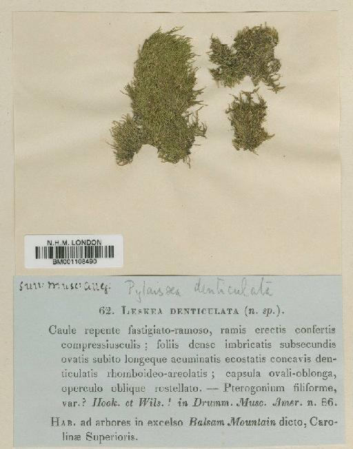 Schwetschkeopsis denticulata (Sull.) Broth. - BM001108490
