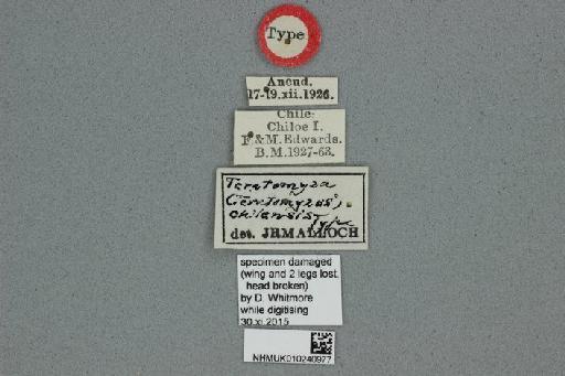 Teratoptera chilensis (Malloch, 1933) - Teratomyza chilensis NHMUK010240977 holotype labels
