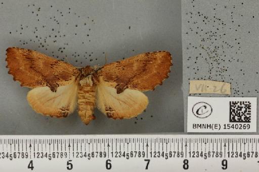 Ptilodon capucina (Linnaeus, 1758) - BMNHE_1540269_247515