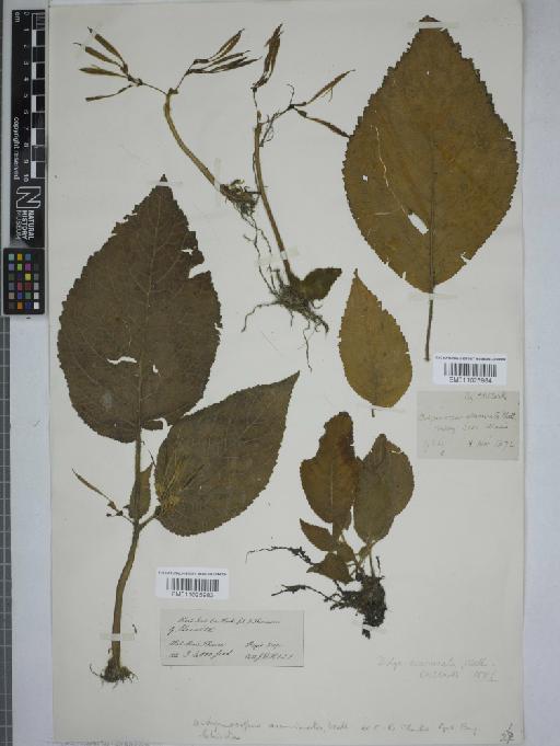 Didymocarpus acuminatus - 011025984