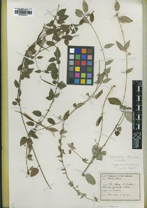 Cynanchum cheesmanii Woodson - BM000895675