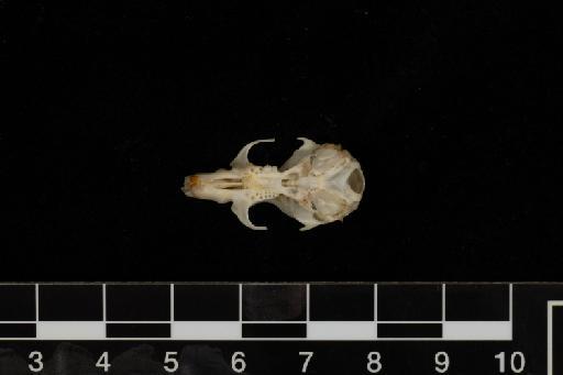 Apodemus flavicollis Melchior, 1834 - Apodemus_flavicollis-1970_1705-Skull-Tooth_root_holes