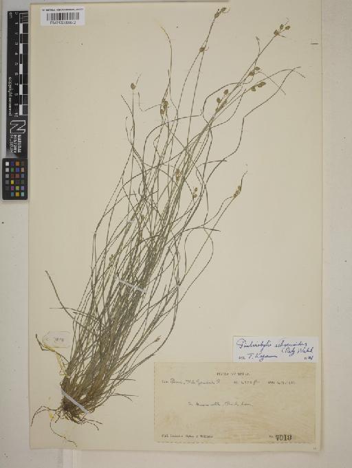 Fimbristylis schoenoides (Retz.) Vahl - BM013399872