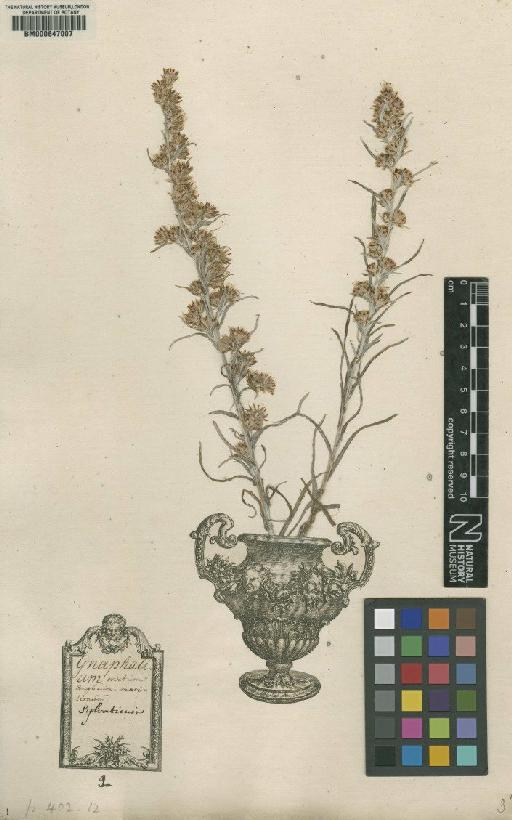 Gnaphalium sylvaticum L. - BM000647007