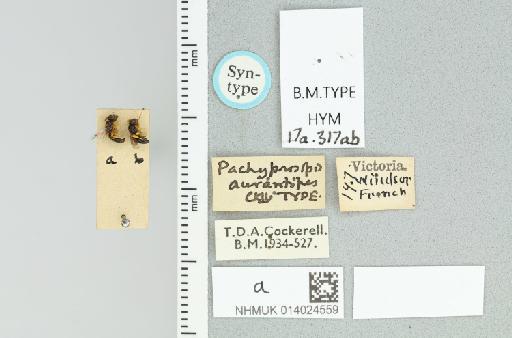 Pachyprosopis aurantipes Cockerell, 1913 - 014024559_837416_1661502-