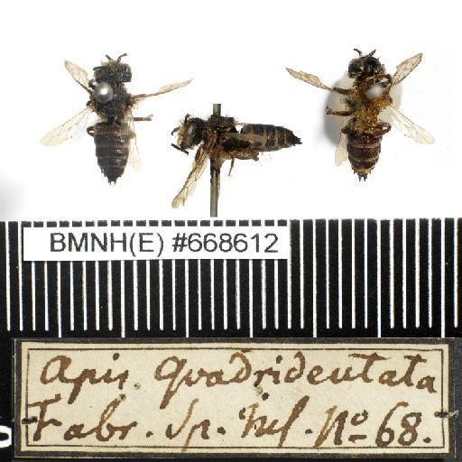 Apis quadridentata Linnaeus, 1758 - Apis_quadridentata-BMNH(E)#668612-habiti