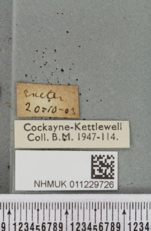 Lithophane socia ab. umbrosa Esper, 1796 - NHMUK_011229726_label_632066