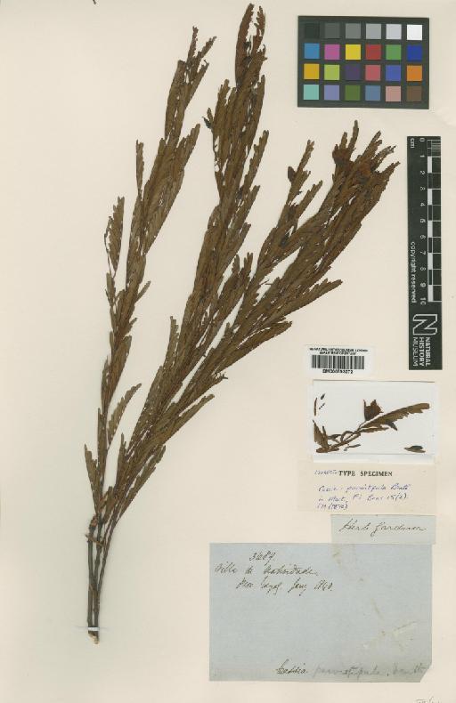 Chamaecrista parvistipula (Benth.) H.S.Irwin & Barneby - BM000793272