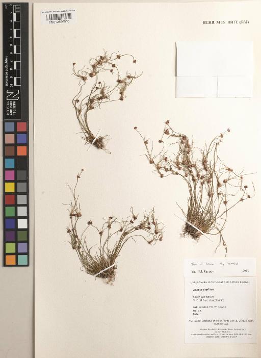 Juncus supinus Moench - BM012556616