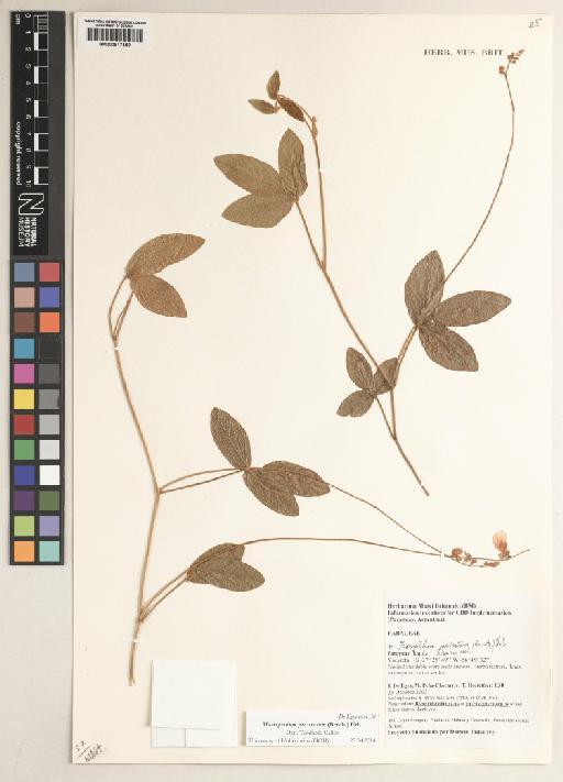 Macroptilium prostratum (Benth.) Urb. - BM000817489