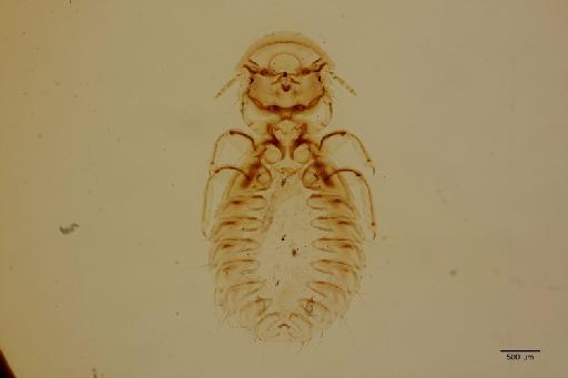 Goniodes hologaster Denny, 1842 - 010710580_specimen