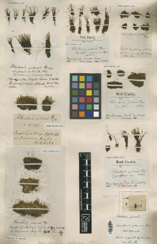 Aongstroemia julacea (Hook.) Mitt. - BM000879302_a