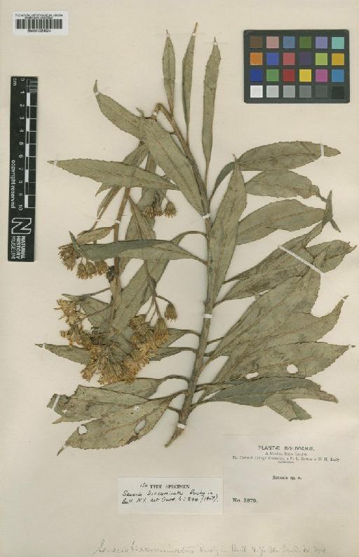 Senecio biacuminatus Rusby - BM001024024