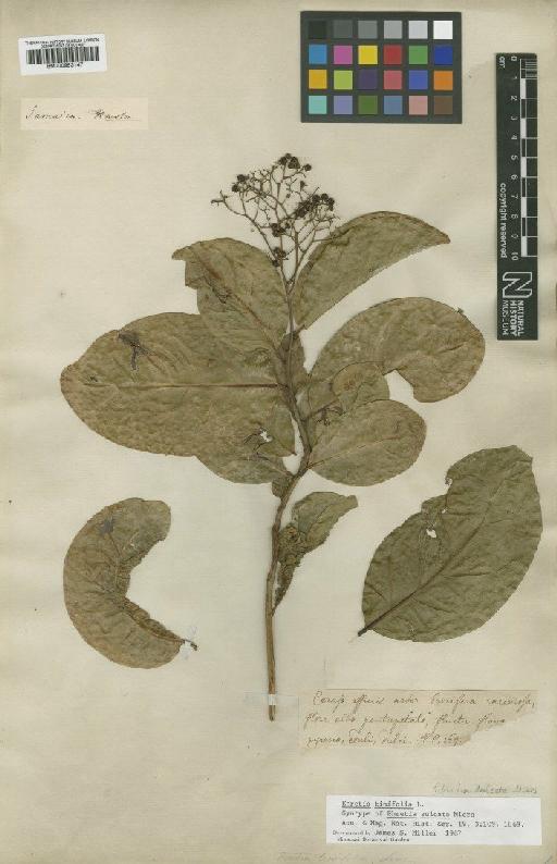 Ehretia tinifolia L. - BM000953147