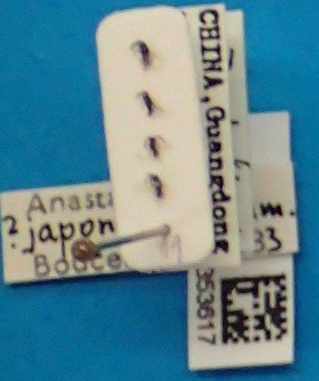 Anastatus japonicus Ashmead, 1904 - Anastatus sp 010353617  M