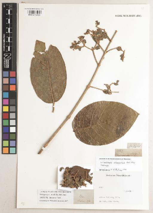 Tetrapterys crotonifolia A.Juss. - BM013719454