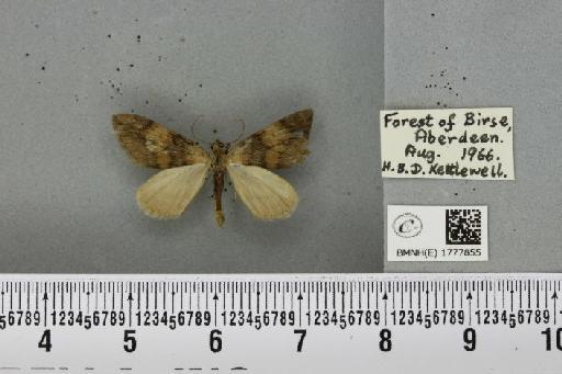 Thera obeliscata obeliscata (Hübner, 1787) - BMNHE_1777855_339328