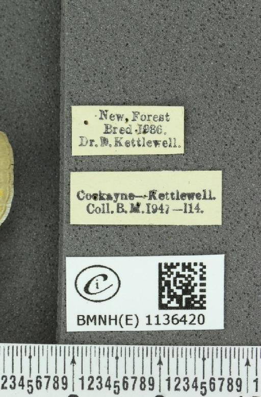 Neozephyrus quercus ab. aurantia-excessa Tutt, 1907 - BMNHE_1136420_label_94251