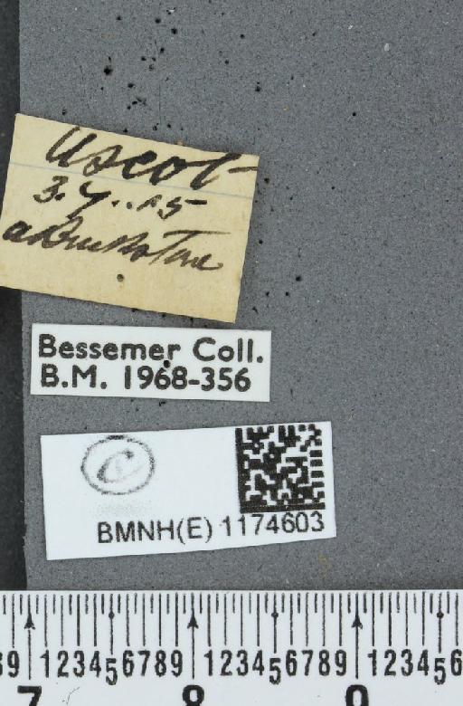 Boloria selene selene ab. flavescens Lempke, 1956 - BMNHE_1174603_label_30217