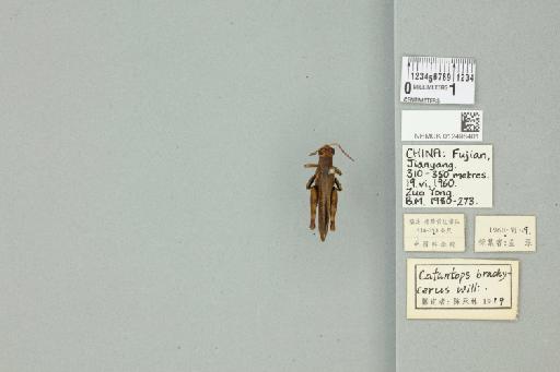 Xenocatantops humilis brachycerus (Willemse, 1932) - 012498401_73414_91512