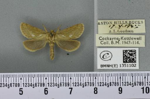 Korscheltellus lupulina ab. dacicus Caradja, 1893 - BMNHE_1351102_186221