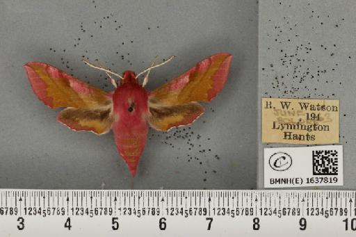 Deilephila porcellus (Linnaeus, 1758) - BMNHE_1637819_206839