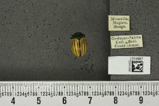 Leptinotarsa calceata Stål, 1858 - BMNHE_1314997_14909