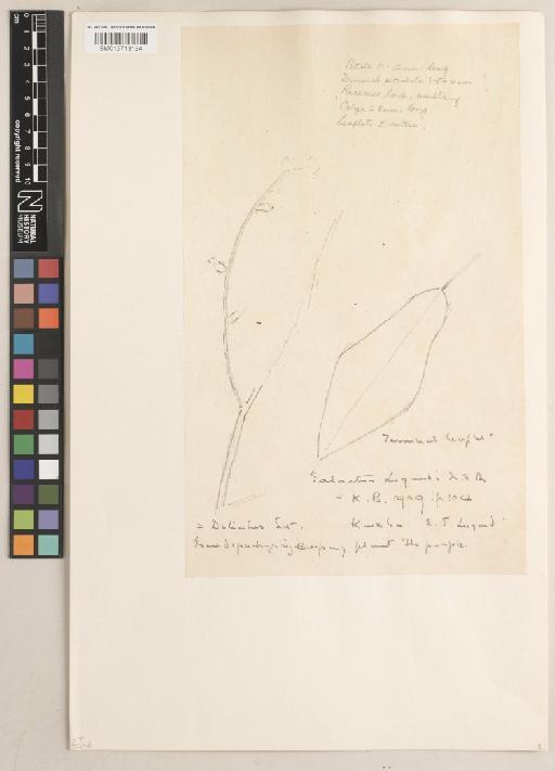 Neorautanenia mitis (A.Rich.) Verdc. - BM013713134