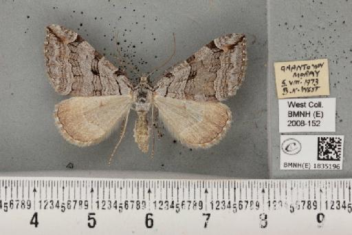 Aplocera plagiata scotica (Richardson, 1952) - BMNHE_1835196_406707