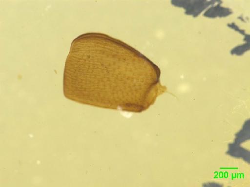 Anotylus rugosus (Fabricius, 1775) - 010189419___9