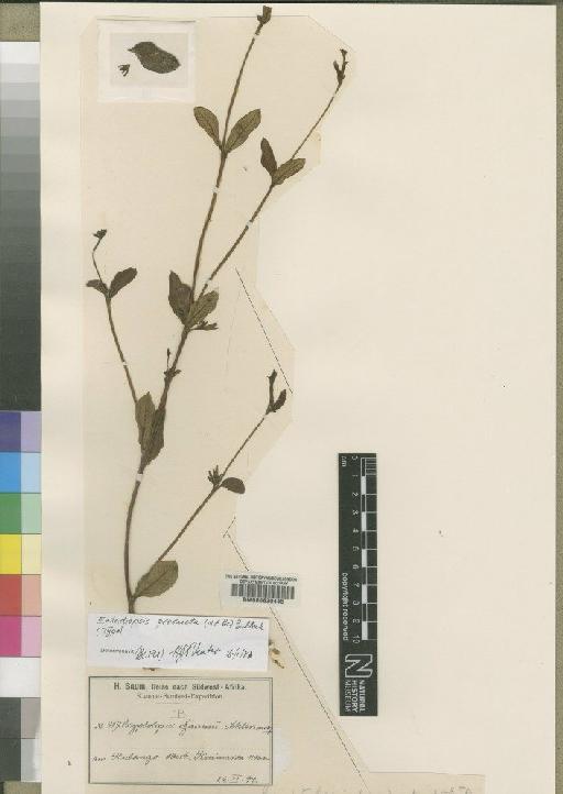 Ectadiopsis producta (N.E.Br.) Bullock - BM000630446