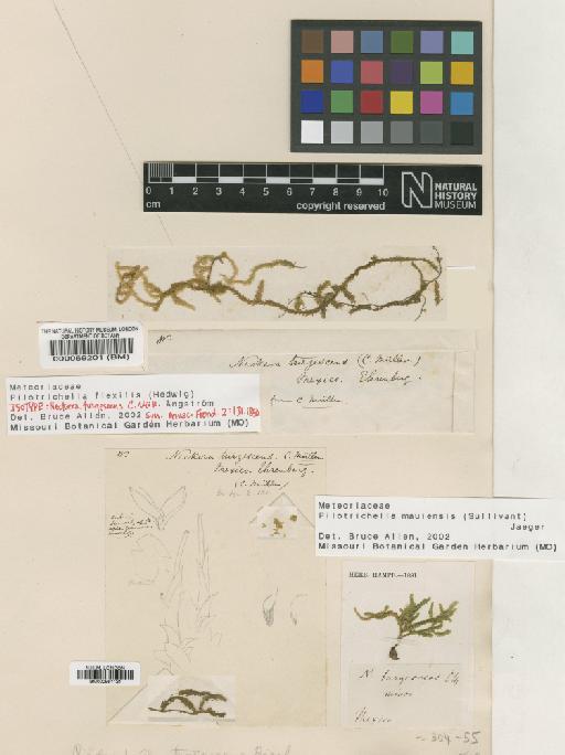 Pilotrichella flexilis (Hedw.) Aongstr - BM000069201_a