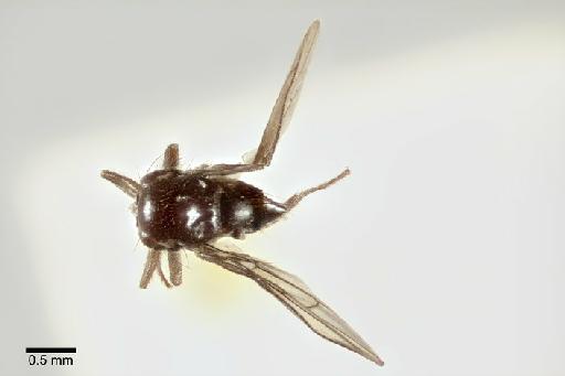Agromyza fusca Spencer, 1963 - Agromyza fusca BMNHE 1238971 holotype habitus dorsal