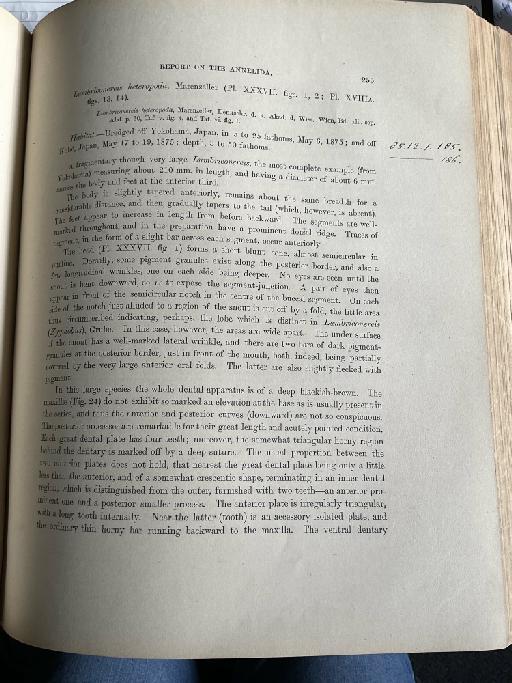 Staurocephalus atlanticus McIntosh, 1885 - Challenger Polychaete Scans of Book 146