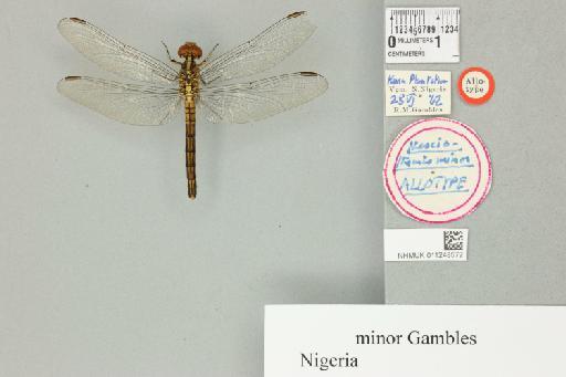 Nesciothemis minor Gambles, 1966 - 011248572_dorsal