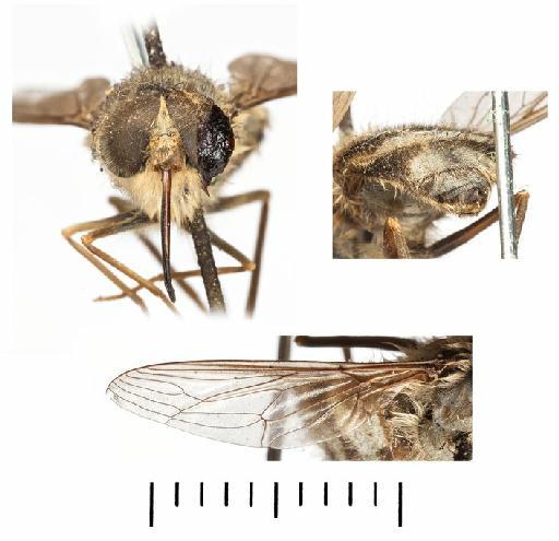 Trichophthalma (Eurygastromyia) murina Lichtwardt, 1910 - BMNH(E) 241425 Trichophthalma murina head, terminalia and wing