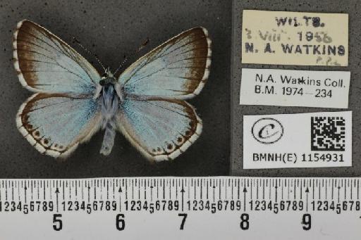 Lysandra coridon ab. marginata Tutt, 1896 - BMNHE_1154931_106198