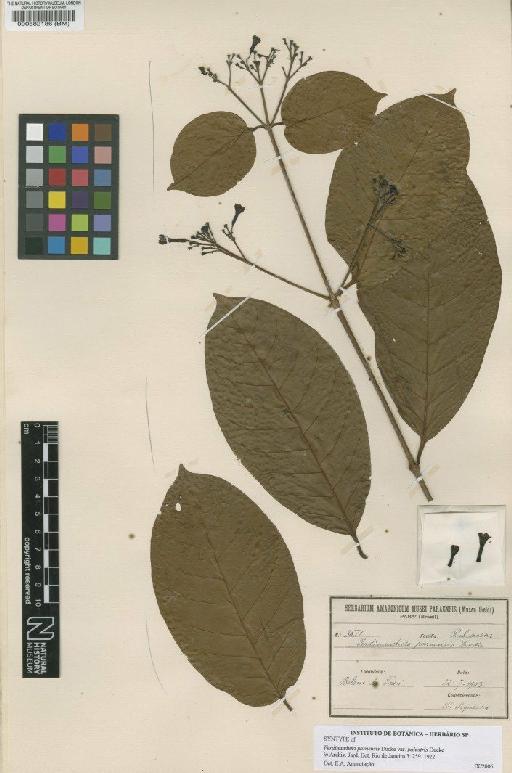 Ferdinandusa paraensis var. palustris Ducke - BM000582186