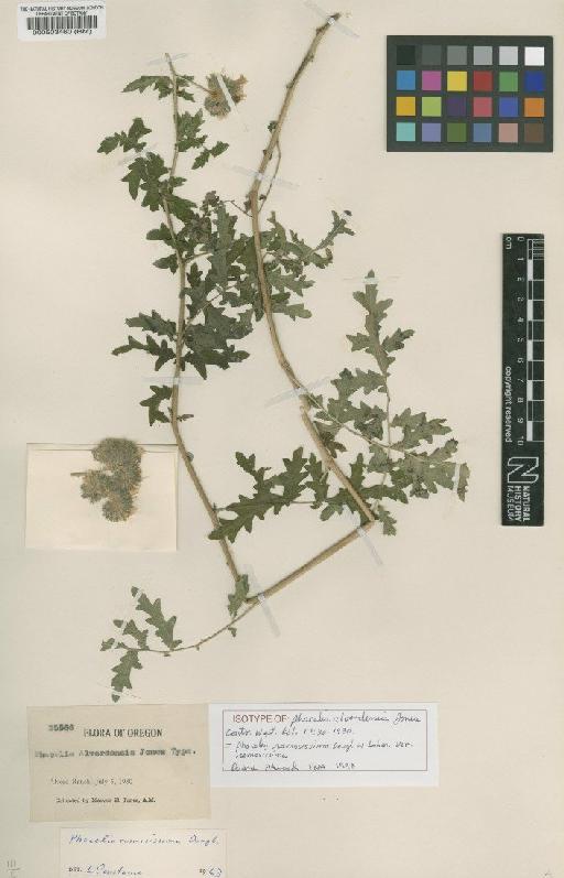 Phacelia ramosissima var. ramosissima Douglas - BM000503460