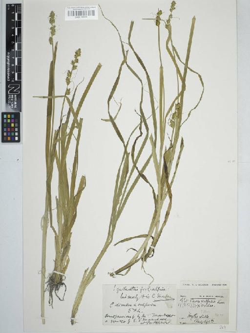 Carex otrubae Podp. × C. divulsa Stokes - BM001130505   carex vulpina2