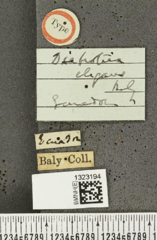 Diabrotica elegans Baly, 1879 - BMNHE_1323194_label_19832