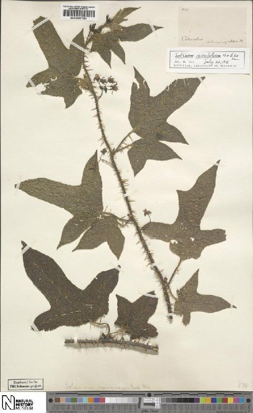 Solanum acerifolium Dunal - BM000887254