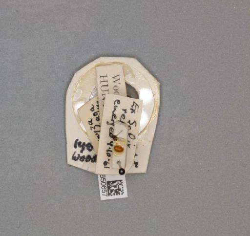 Agromyza albitarsis Meigen, 1830 - 010850657___2