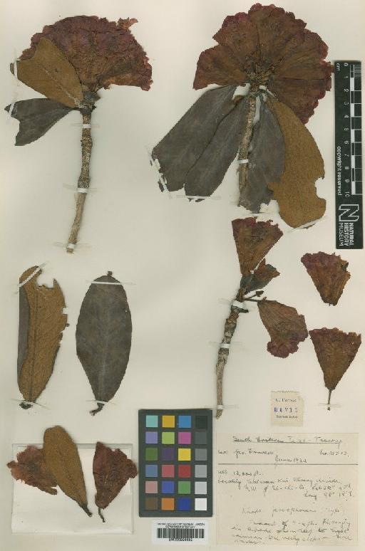 Rhododendron pocophorum Balf.f. ex Tagg - BM000996685