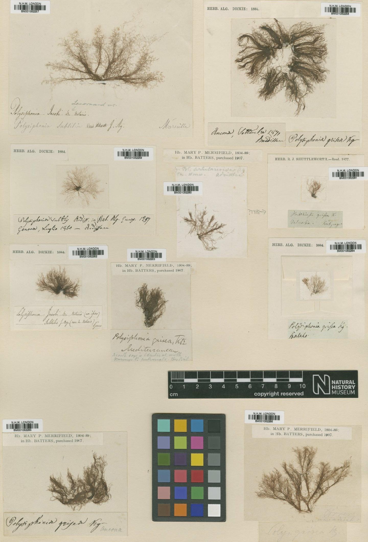 To NHMUK collection (Polysiphonia sertularioides (Gratel.) Agardh; NHMUK:ecatalogue:2309235)