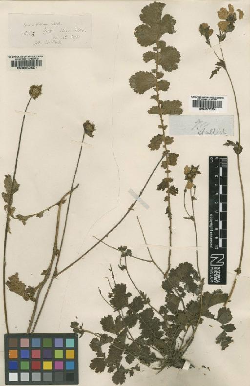 Geum elatum Wall. - BM000622371